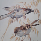 vespersparrow thumbnail