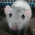 ssdoll thumbnail