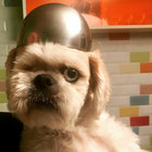 Sammy thumbnail
