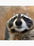 Raccoon Junior image