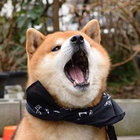 dominiconline thumbnail