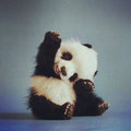 panda image