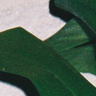 yeliin thumbnail