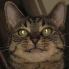 catsby thumbnail
