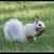 squirrelgurl2 thumbnail
