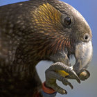 iorangi thumbnail