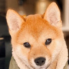 sashimito thumbnail