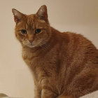 100catbonus thumbnail