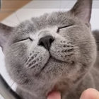 kotatu thumbnail