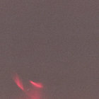 musing thumbnail