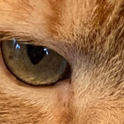 Daniel Hutchens thumbnail