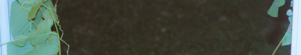 elnuh — Photo