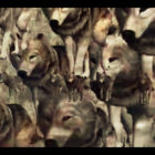 saranimus thumbnail