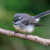 greyfantail thumbnail