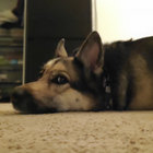 tigerthelion thumbnail