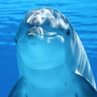 Olelujah thumbnail