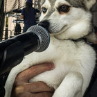 grayfoxx thumbnail