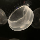 Shoggoth thumbnail