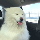 foster thumbnail