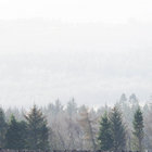 northernscot thumbnail