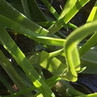 sarah5305 thumbnail