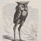 mangy_scots_git thumbnail