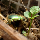 dédé thumbnail