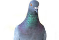 Pigeons image