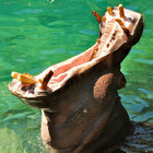 darthtortoise thumbnail