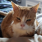 memcakes thumbnail