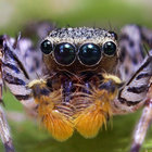 allanjber thumbnail