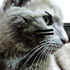Robifouche thumbnail