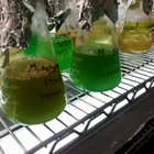 microcystin thumbnail