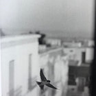 j thumbnail