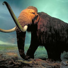 wakingmammoth thumbnail