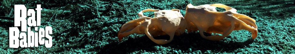 Rat Babies — Photo