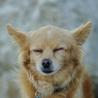 TANUKI - カタカナ・タイトル+Kanji Title (ダブルEP) TANUKI - カタカナ・タイトル+Kanji Title (ダブルEP)