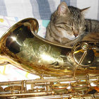 saxojosch thumbnail