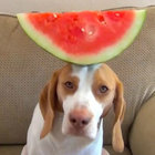 rattagrim thumbnail