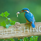 lethimfish thumbnail
