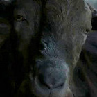 israythere thumbnail