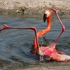 slimylittlecreature thumbnail