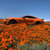 snugtree thumbnail