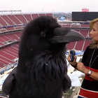 crowsef thumbnail
