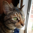 Harper thumbnail