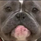 stanfrandisco thumbnail