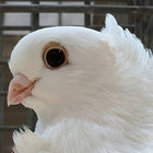 kefalograviera thumbnail