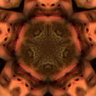 bloomdaddy thumbnail