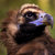 Zzri Monk Vulture thumbnail