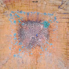 winterkin thumbnail